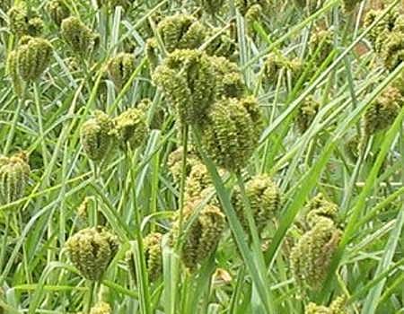 மானாவாரியில் மகத்தான மகசூல் பெற ராகி பயிர் சாகுபடி