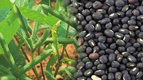 நெல் வரப்புகளில் உளுந்து விதைத்து பயிர்ப் பாதுகாப்பை அதிகரிக்கலாம்...