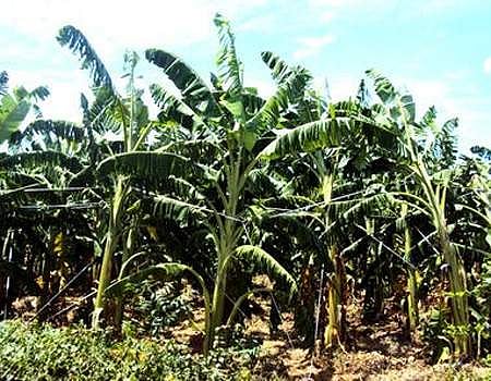 காவிரி கைவிட்டதால் தண்ணீரின்றி வாடும் 45 ஆயிரம் ஹெக்டேர் வாழை: பரிதவிப்பில் விவசாயிகள்