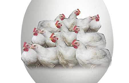 பண்ணைகளில் வயது முதிர்ந்த 45 லட்சம் கோழிகள் 36 லட்சம் தரம் குறைந்தமுட்டை உற்பத்தி