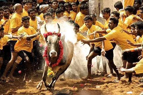 தமிழர்கள் என்ன மனநோயாளிகளா மிருகவதை செய்ய? வேண்டும்...வேண்டும் ஜல்லிக்கட்டு எங்களுக்கு வேண்டும்!