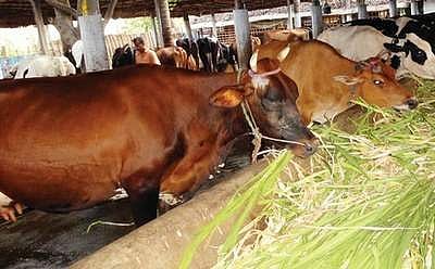 வறட்சி எதிரொலி: கால்நடைகளை விற்கும் விவசாயிகள்