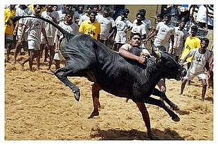 திருச்சி அருகே ஜல்லிக்கட்டில் மாடு முட்டிஇளைஞர் பலி 