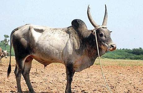 சமூக வலைதளங்களில் விழிப்புணர்வு: நாட்டு மாடுகளின் வகைகள்