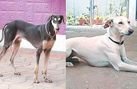 நாய்களையும் விட்டு வைக்காத பீட்டா அழியும் நிலையில் நாட்டு நாய்கள் இனம்!
