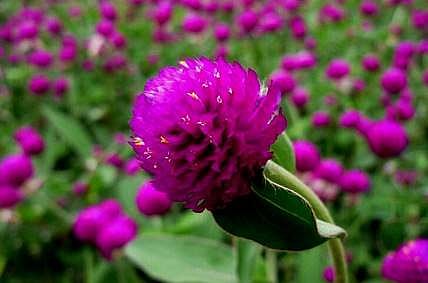 இன்றைய மருத்துவ சிந்தனை: வாடா மல்லி