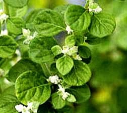 இன்றைய மருத்துவ சிந்தனை: சிறுகண் பீளை