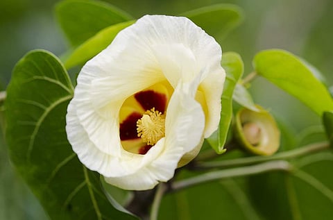 இன்றைய மருத்துவ சிந்தனை: பூவரசு மரம்