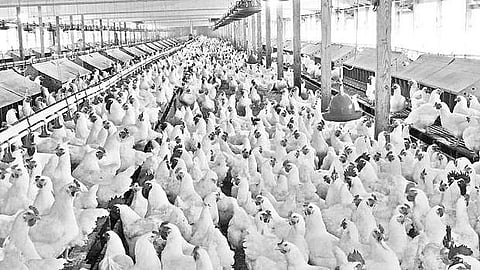 கால்நடை மருத்துவம்... திறன் மேம்பாட்டுப் பயிற்சிகள்!