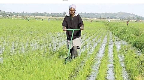நெல்லில் ஒருங்கிணைந்த களை நிர்வாகம்