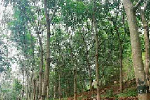 கல்வராயன்மலை 
