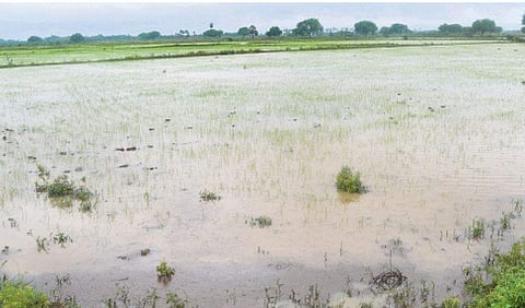 நாகையை அடுத்த பாப்பாக்கோவில் பகுதியில் வெள்ள நீரால் சூழப்பட்டுள்ள விளைநிலங்கள்.