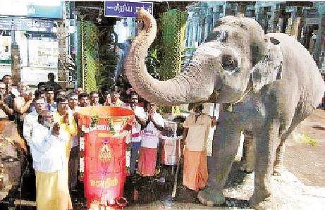 சிறப்புப் பூஜைகள் செய்யப்பட்ட பிறகு மகா தீப கொப்பரையை வணங்கும் கோயில் யானை ருக்கு.