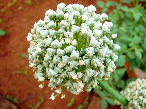 இன்றைய மருத்துவ சிந்தனை: வெங்காயப் பூ