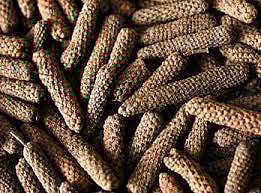 இன்றைய மருத்துவ சிந்தனை: யானை திப்பிலி/திப்பிலி