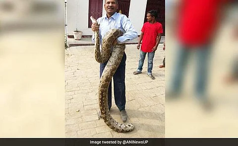 கல்லூரிக்குள் நுழைந்த மலைப்பாம்பு: உயிருடன் பிடித்துக் கொடுத்த பாட்டனி புரொஃபஸர்!