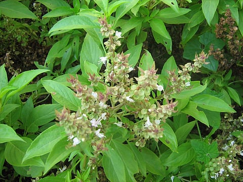 இன்றைய மருத்துவ சிந்தனை: திருநீற்றுப் பச்சிலை