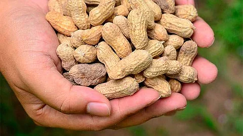 வேர்க்கடலையை எப்படி சாப்பிட வேண்டும்? 