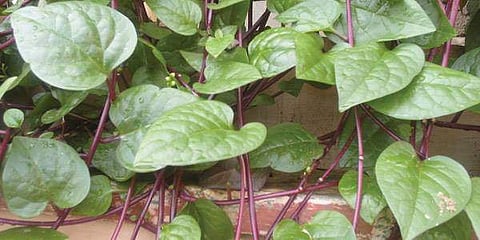 தீராத மலச்சிக்கலைப் போக்க உதவும் அற்புத கசாயம்