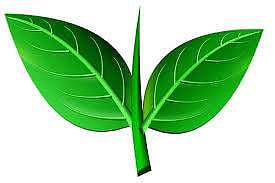 இரட்டை இலை சின்னம் யாருக்கு? சட்டம் என்ன சொல்கிறது?