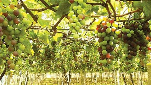ஜாதிக்கவுண்டன்பட்டியிலுள்ள தோட்டத்தில் காய்த்து தொங்கும் திராட்சை.