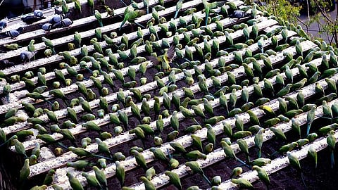 பச்சைக் கிளிகள் சரணாலயம்