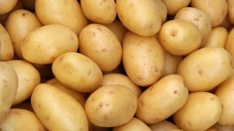 உருளைக் கிழங்கு