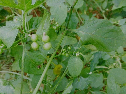 இன்றைய மருத்துவ சிந்தனை மணத்தக்காளிக் கீரை