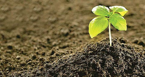 வேக வளர்ச்சி பெறும் இயற்கை வேளாண்மை