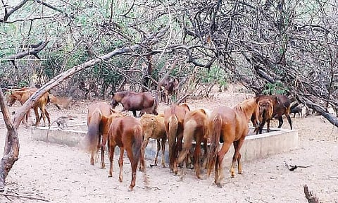 கோடியக்கரை சரணாலயத்தில் வறட்சி: தண்ணீருக்கு பரிதவிக்கும் விலங்குகள்
