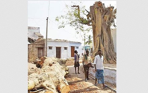 மூட நம்பிக்கையின் உச்சகட்டம்: ஜோதிடர் சொன்னதை நம்பி மழை வேண்டி மரத்தை வெட்டிய கிராமம்