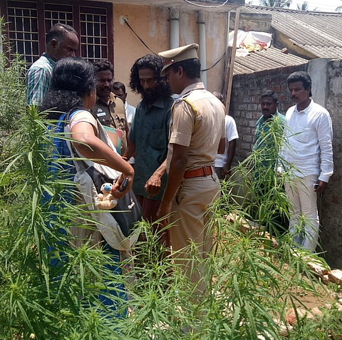 மாடித்தோட்டத்தில் மரிஜூவானா போதைச் செடி பயிரிட்டு வளர்த்த இளைஞர் கைது! 