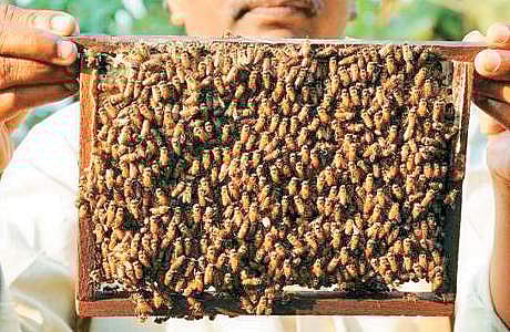 தேனீ வளர்ப்பில் அதிக லாபம் பெற யோசனை
