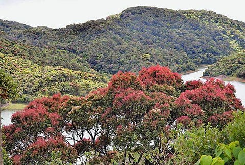 மே 22: சர்வதேச பல்லுயிர் தினம் இன்று!