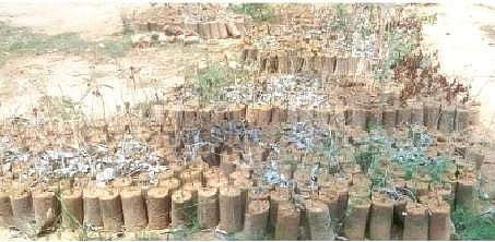 வனத் துறையினரின் அலட்சியத்தால் கருகிய மரக்கன்றுகள்!