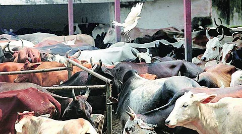 தில்லியில் உள்ள கோசாலை ஒன்றில் 36 பசுக்கள் மர்ம மரணம்