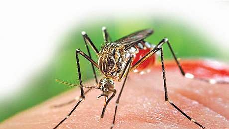 எஸ்ஐஆா் பணிகளால் அதிகரித்த சிக்குன் குனியா - சுகாதார ஆா்வலா்கள் குற்றச்சாட்டு