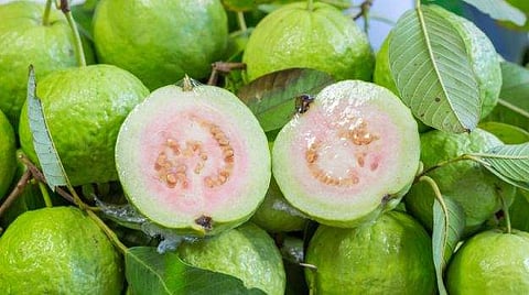 தினமும் கொய்யாப்பழம் சாப்பிட்டு வந்தால் கல்லீரல் நோய்கள் வராது