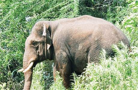 கும்கி உதவியுடன் ஒற்றை யானையைக் கண்காணிக்கும் பணி தீவிரம்