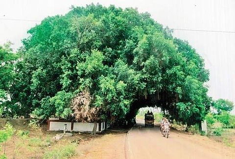 நூறு ஆண்டுகள் நிழல் தரும் ஆலமரம்