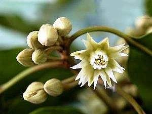 இன்றைய மருத்துவ சிந்தனை: மகிழ மரம்.