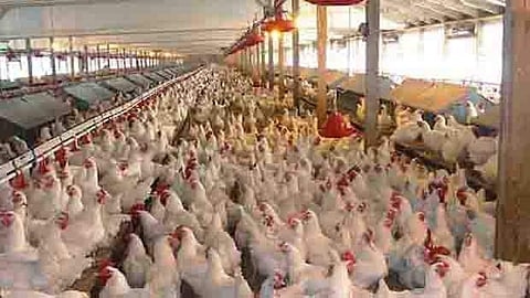 அச்சத்தில் கோழிப் பண்ணையாளர்கள்