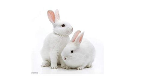 முயல் வளர்ப்புத் தொழில் மூலம் 10,000 பேருக்கு வேலைவாய்ப்பு