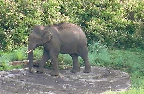 கொடைக்கானல் பேரிஜம் பகுதியில் திங்கள்கிழமை உலா வந்த காட்டு யானை.
