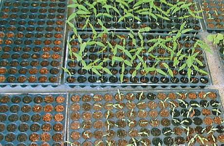 நாற்று நடவு முறையில் துவரை சாகுபடி