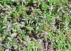 இன்றைய மருத்துவ சிந்தனை: முக்குளிக் கீரை