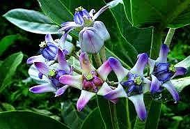 இன்றைய மருத்துவ சிந்தனை: எருக்கம்