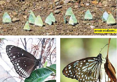 மேற்குத் தொடர்ச்சி மலைக்கு இடம்பெயரும் வண்ணத்துப் பூச்சிகள்: சுற்றுச்சூழல் ஆர்வலர்கள் மகிழ்ச்சி 