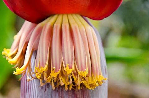 இன்றைய மருத்துவ சிந்தனை: வாழைப் பூ