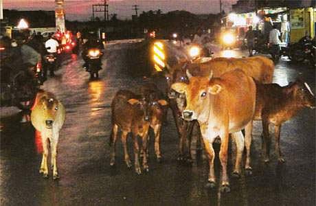 மப்பேடு கூட்டுச் சாலையில் போக்குவரத்துக்கு இடையூறாக சுற்றித்திரியும் மாடுகள்.